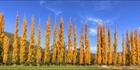 Golden Sentinels - VIC (PBH4 00 13901)